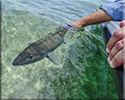 Florida Keys flats fishing charters