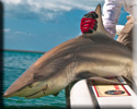 Florida Keys shark Fishing Charters
