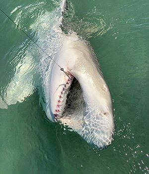 shark fishing Florida Keys