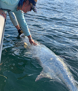 Tarpon fishing Florida keys