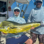 Septemer Mahi Mahi dolphin fish