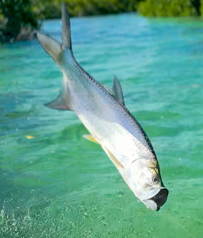 backcountry fishing report