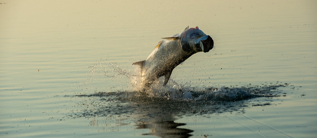 Tarpon Fishing islamirada
